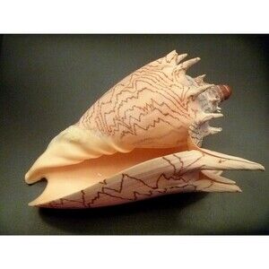 ToyImperial Volute figure 6" beach wedding decor ocean theme